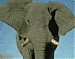 Аватар для slon